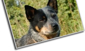 Australian Cattledog